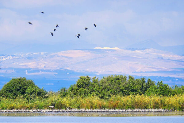 gru sul lago di Hula (Pixabay)